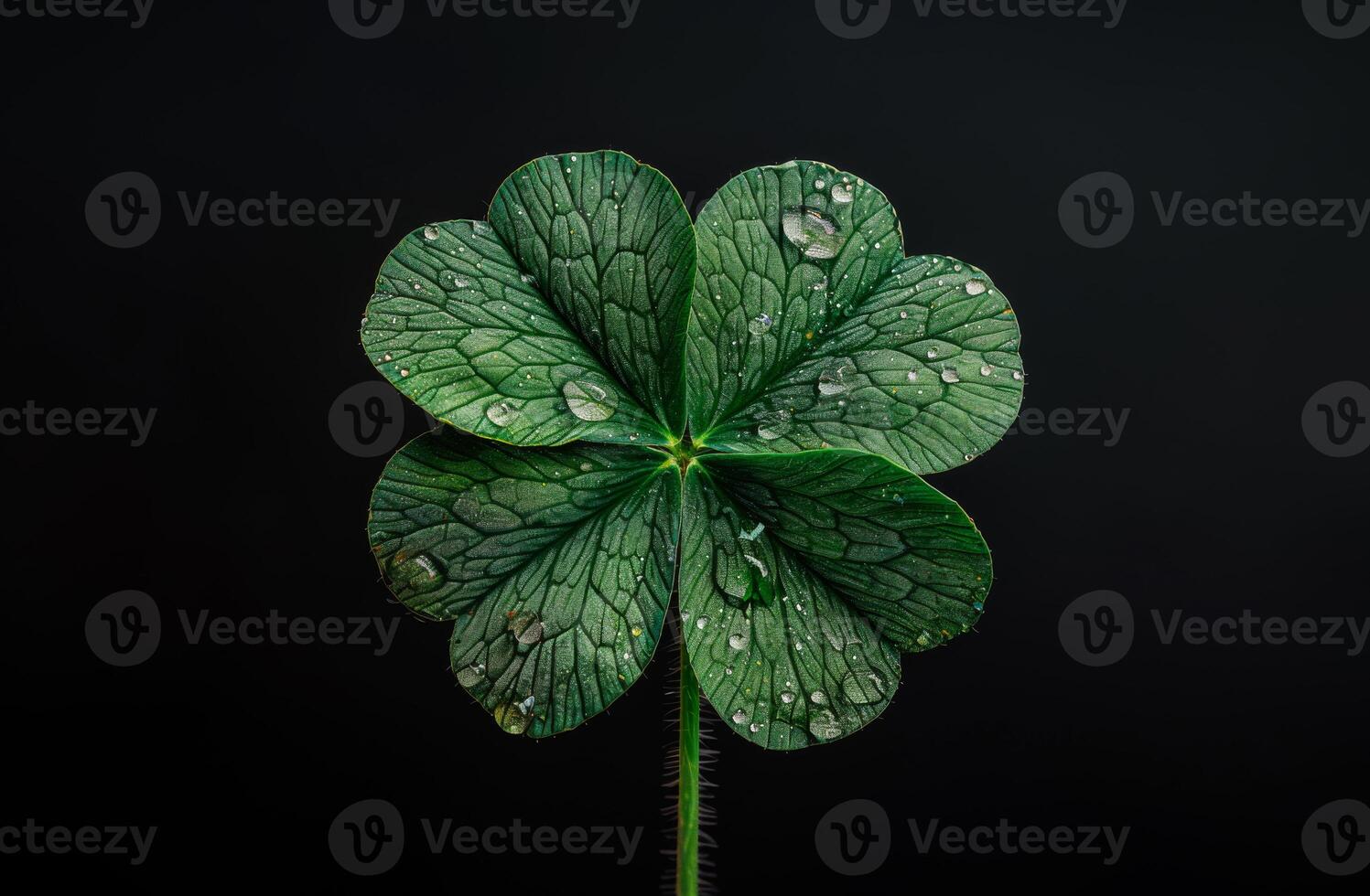 A leaf of clover with four points and water droplets on it. The leaf is green and the water droplets are clear. Symbol of Irish holiday - Patrick's Day photo