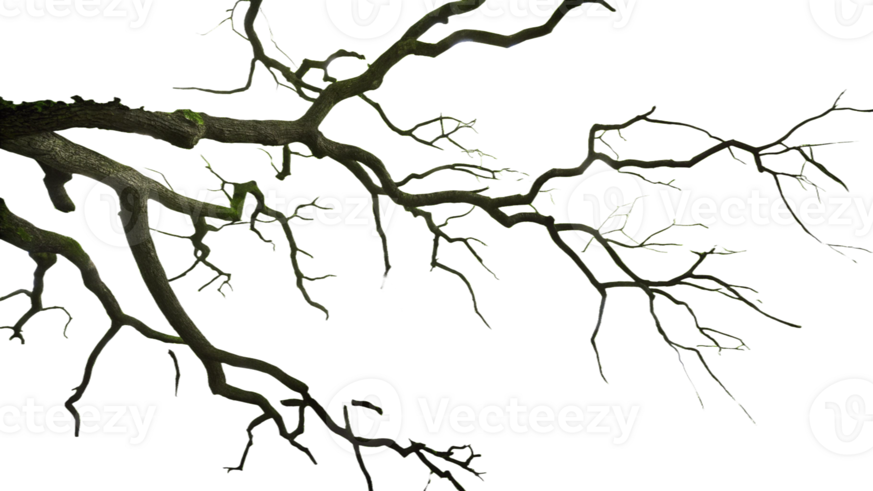 A tree silhouette with intricate branch details, isolated png