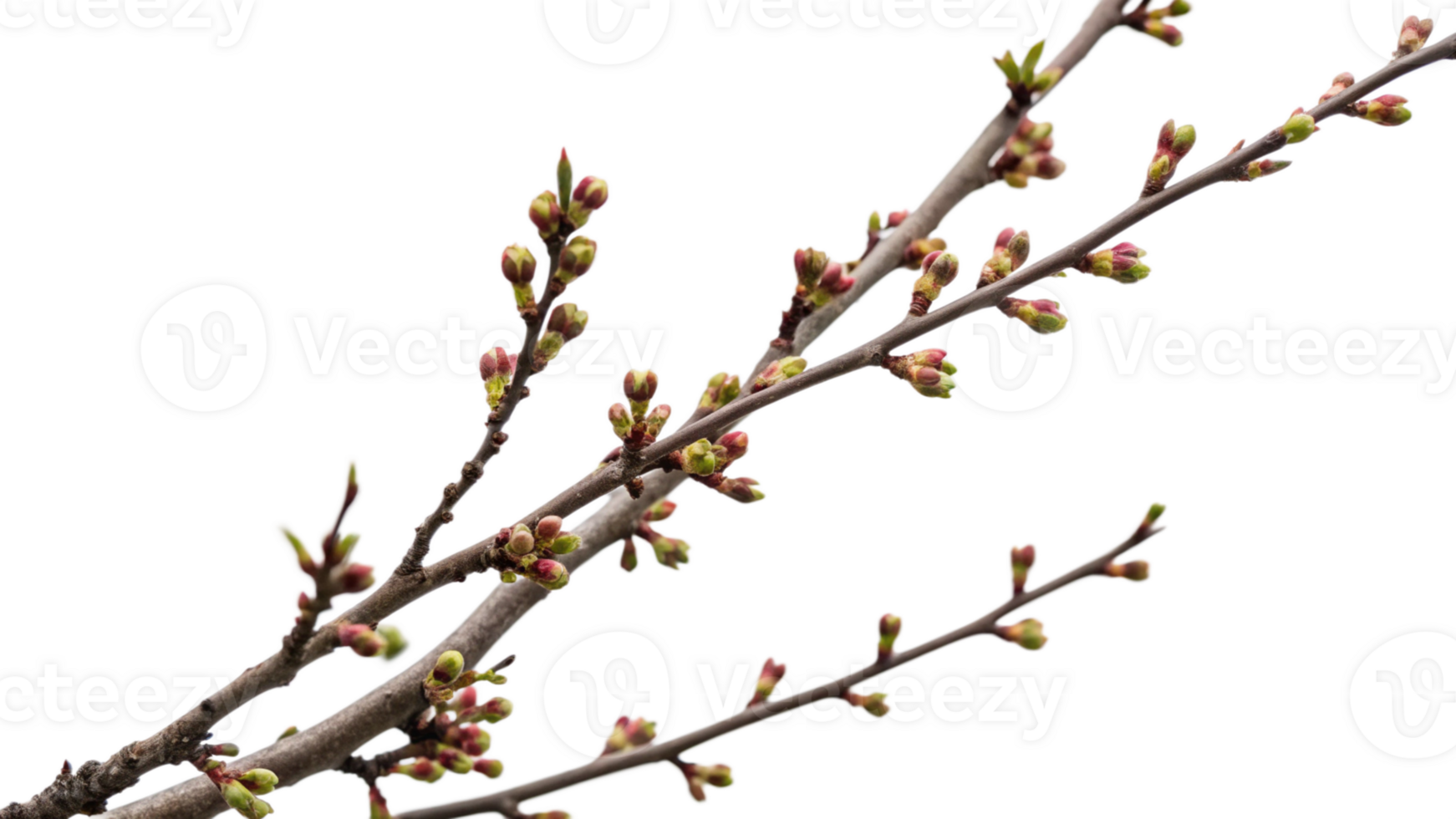 A close-up of a tree branch with new buds png