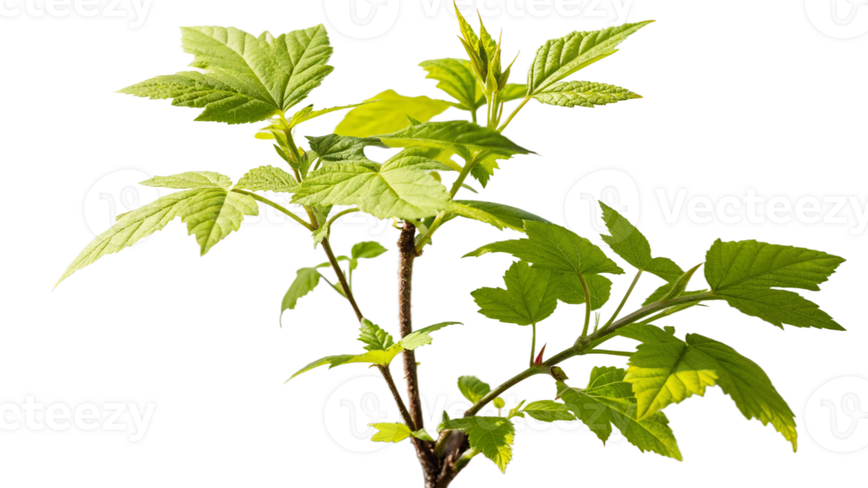 A young sapling with fresh green leaves png