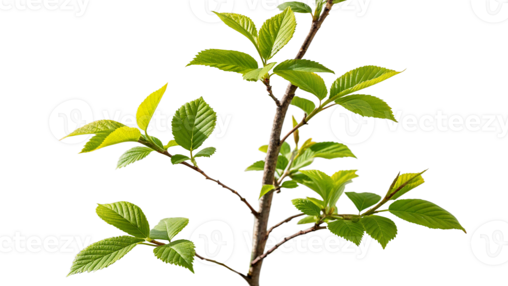 A young sapling with fresh green leaves, photographed in natural png