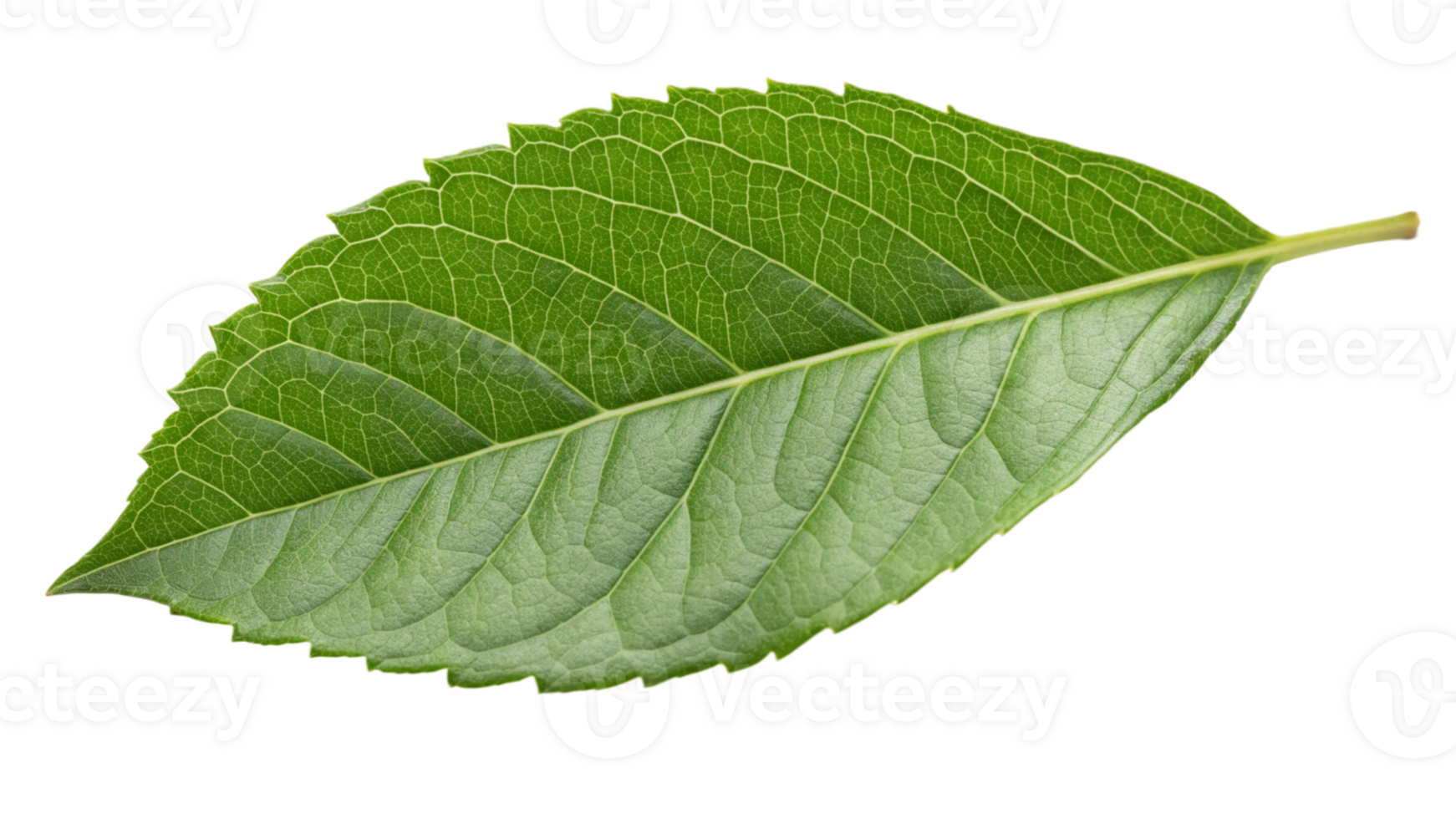 A close-up of a tree leaf with dewdrops, isolated png
