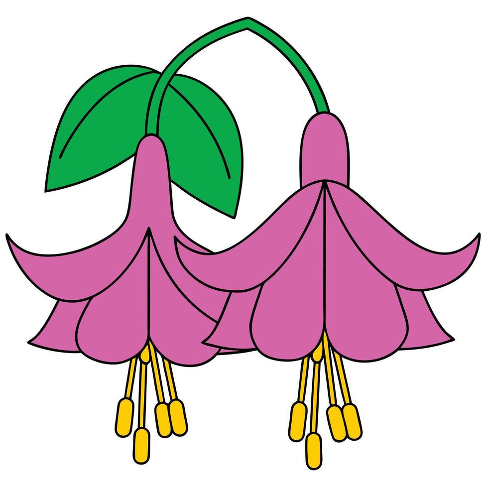 Pink Fuchsia Flowers Illustration Botanical Drawing, Vivid Colors, Simple Design vector