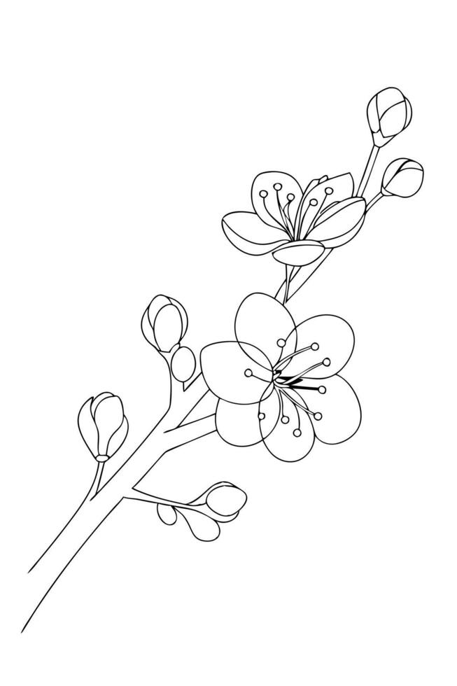 Elegant Line Drawing of Cherry Blossom Branch, Spring Flowers vector