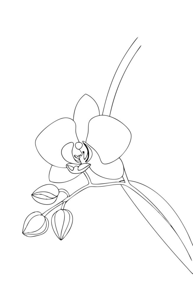Elegant Line Art Orchid Flower Botanical Illustration Drawing vector
