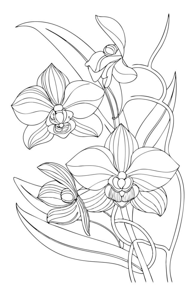 Elegant Line Art Orchid Flowers Botanical Drawing Illustration vector