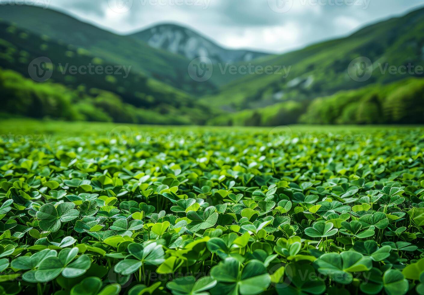 A lush green field with a mountain in the background. The field is full of clovers and the sky is cloudy photo