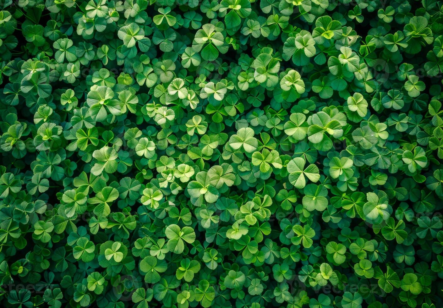 A close up of green clovers. The image is of a lush green field with many clovers photo