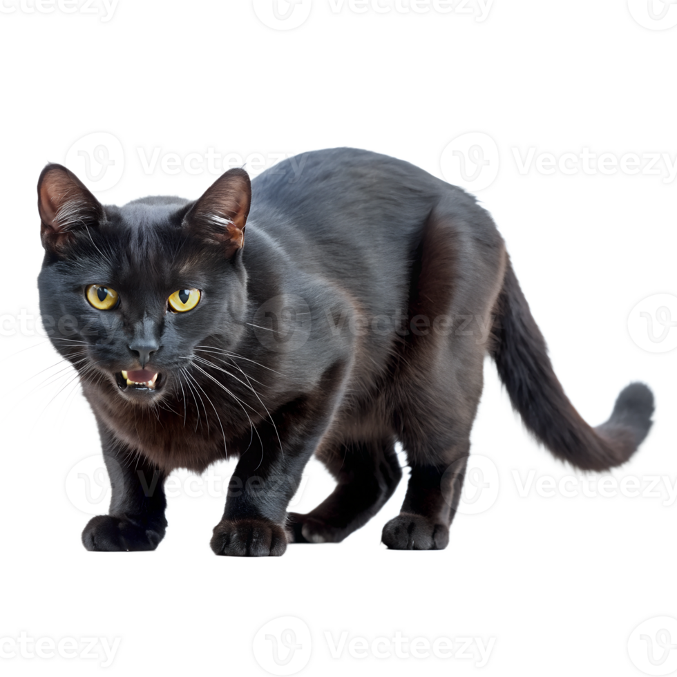 A black cat with striking yellow eyes is standing on a clean transparent background png
