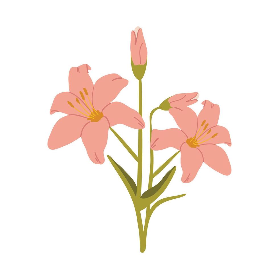 Pink lily flower isolated on white background. hand drawn illustration of lilies, floral elements isolated on white background. vector