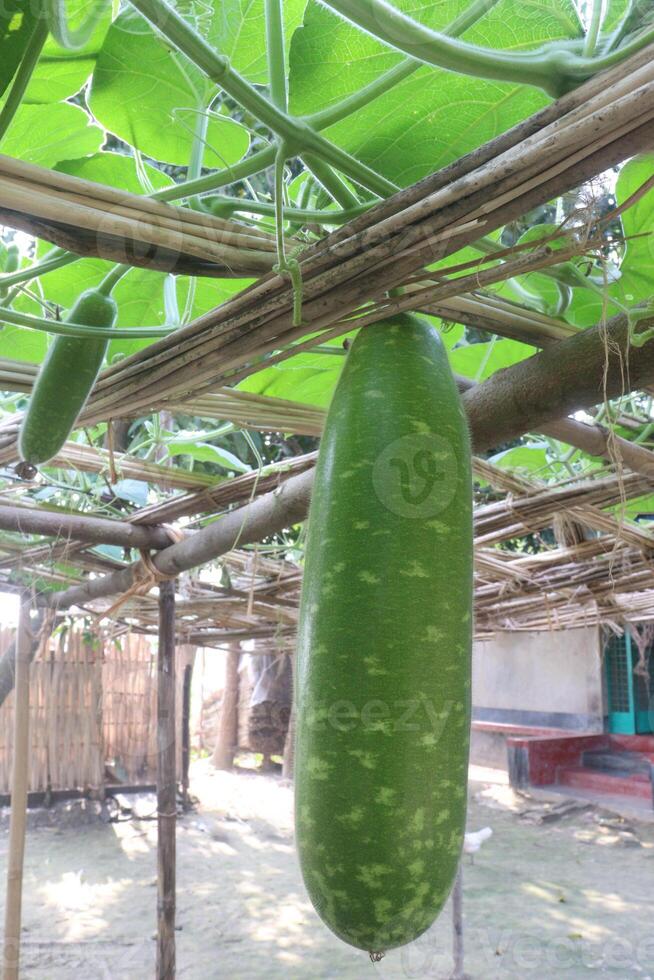 A cucumber hanging from a tree in a garden photo