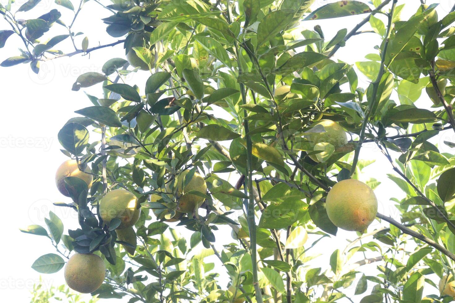 A bunch of lemons hanging from a tree photo