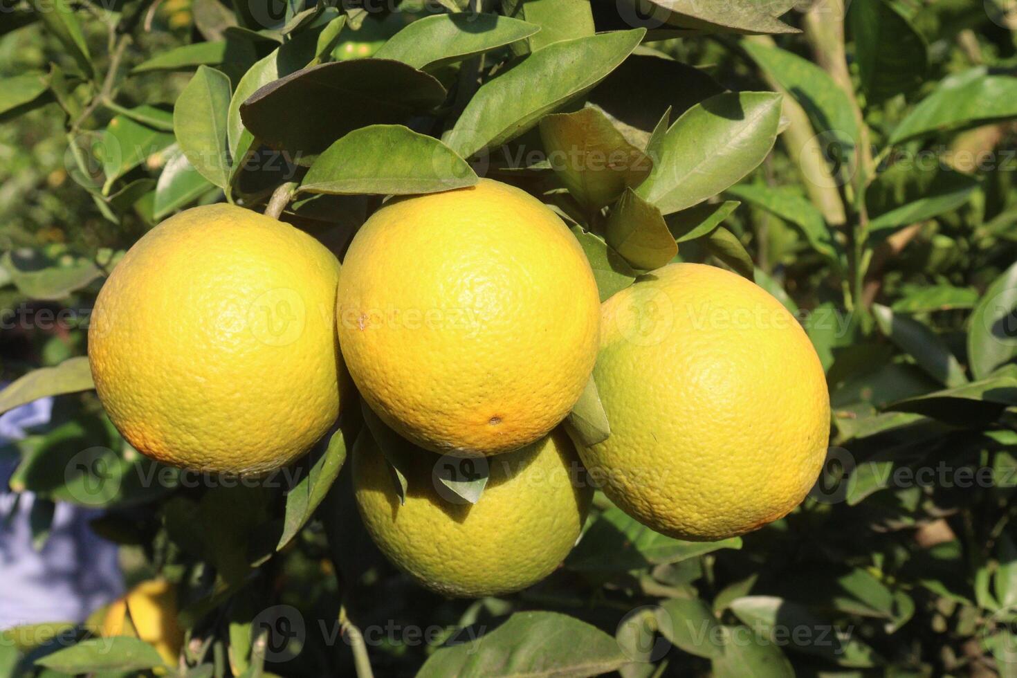A group of lemons hanging from a tree photo