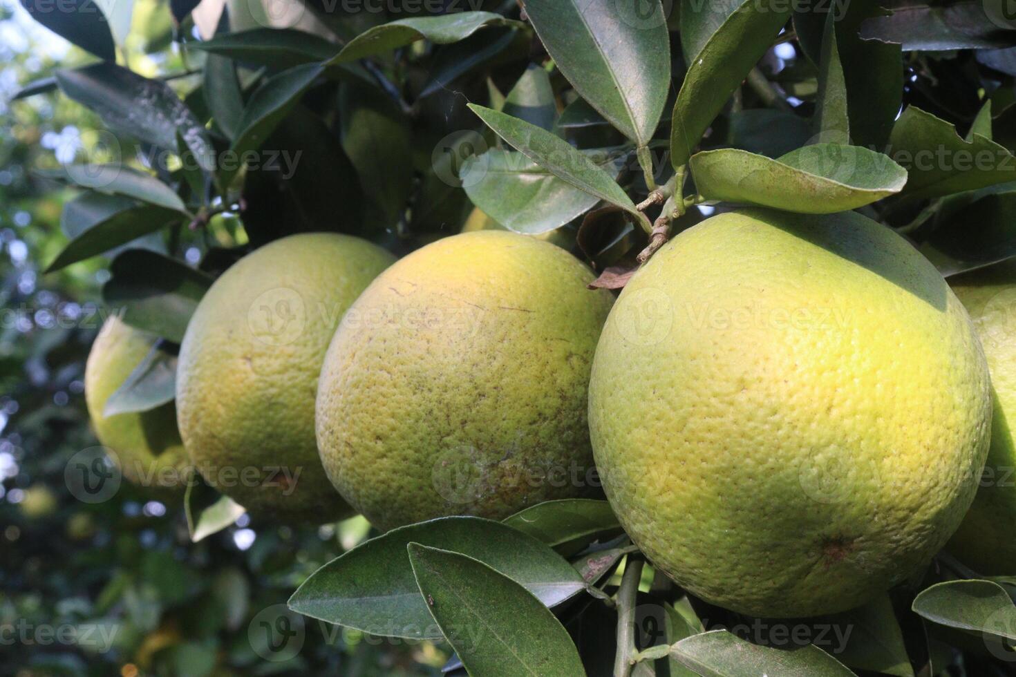 A bunch of green lemons hanging on a tree photo