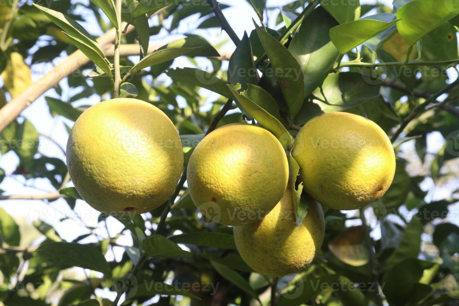 A bunch of lemons hanging on a tree photo