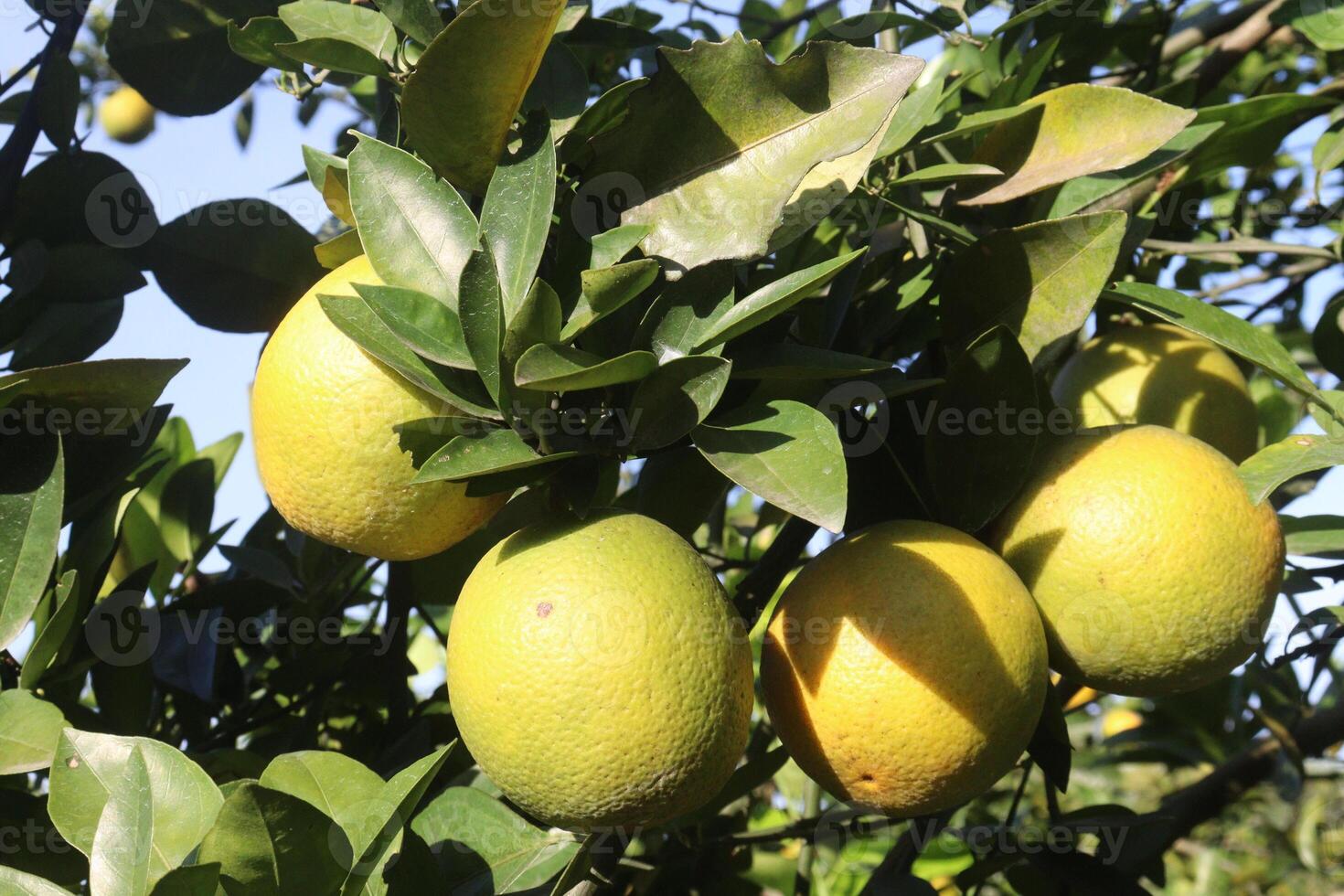 A bunch of lemons hanging on a tree photo