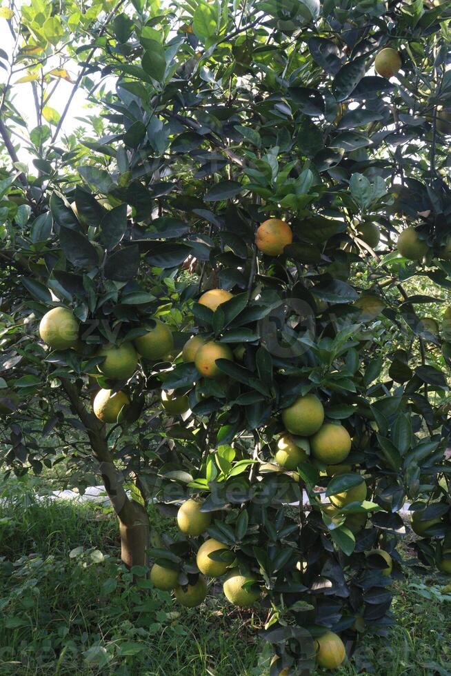A tree with many fruits on it photo