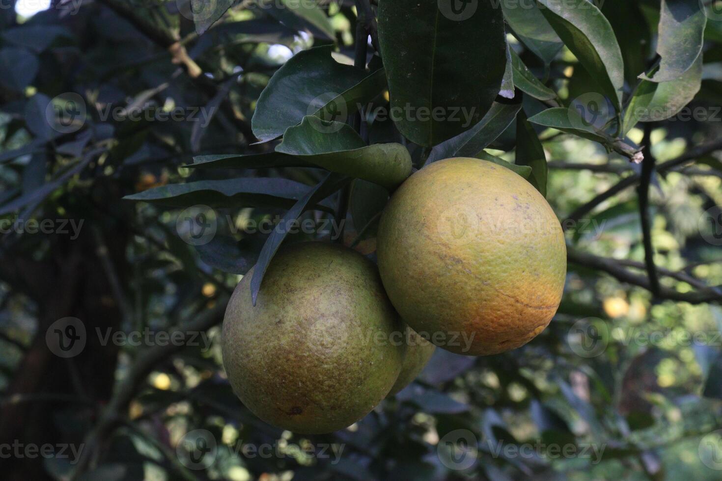 Two ripe mangos hanging on a tree photo