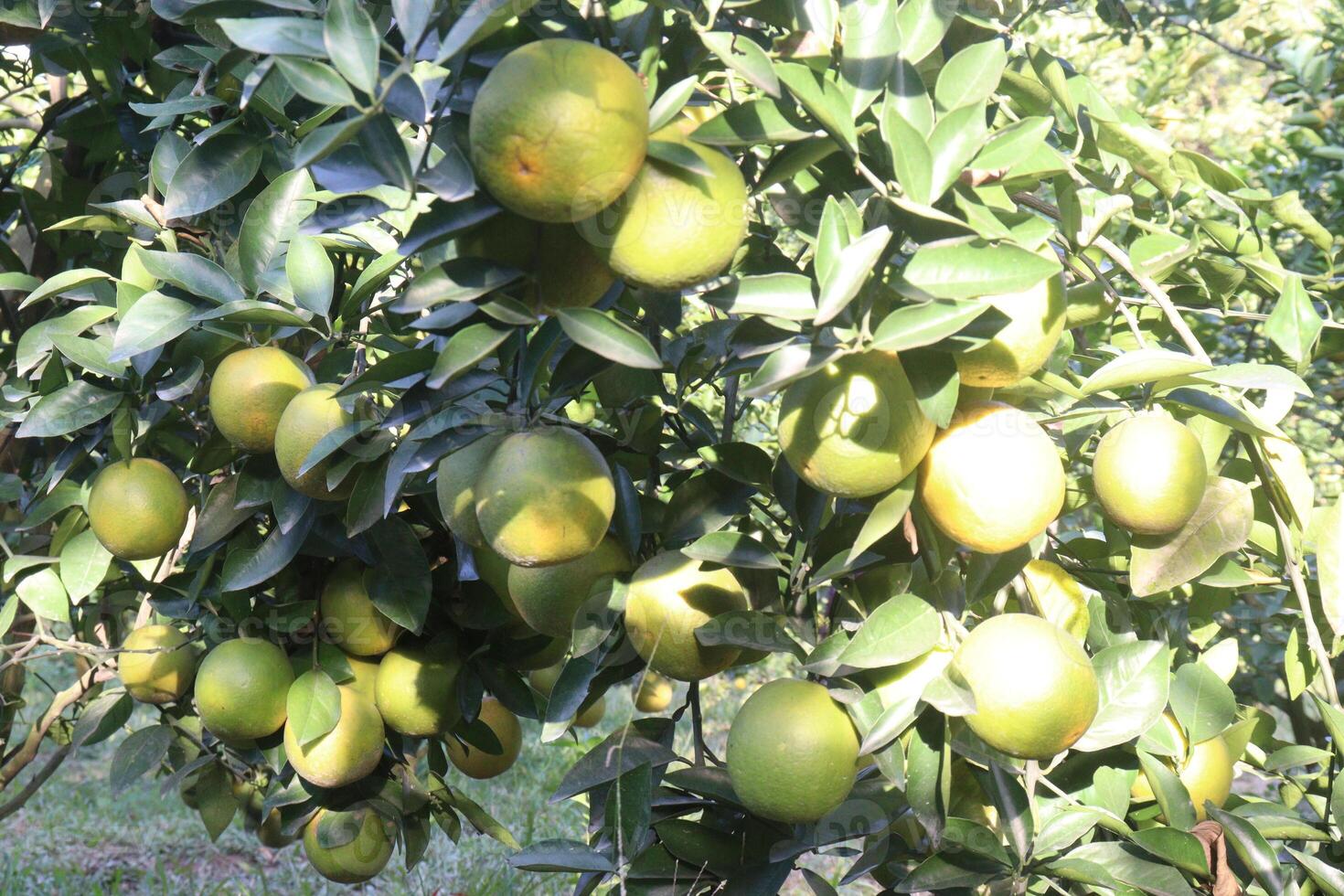A bunch of oranges hanging on a tree photo