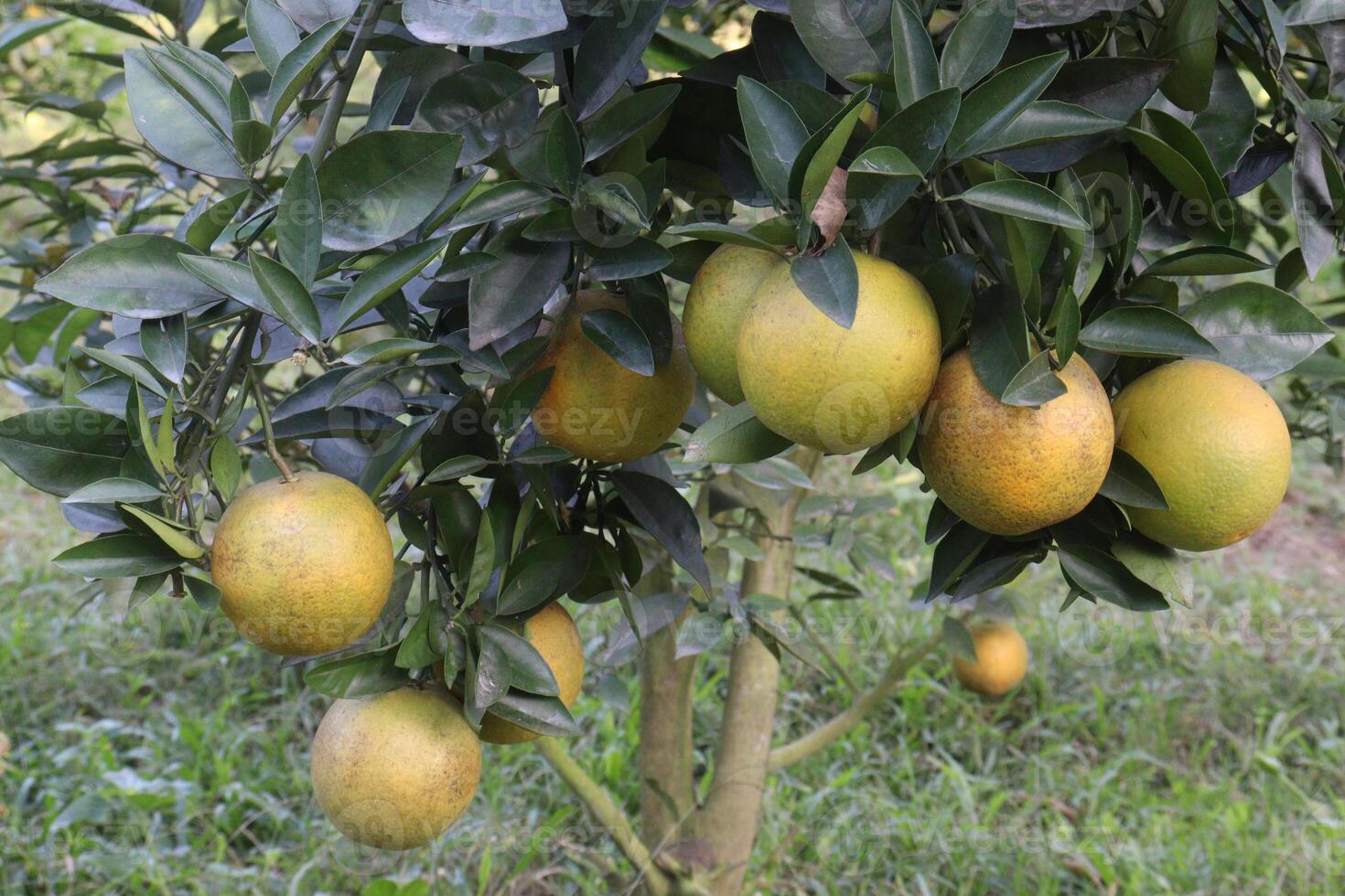 A tree with many oranges on it photo
