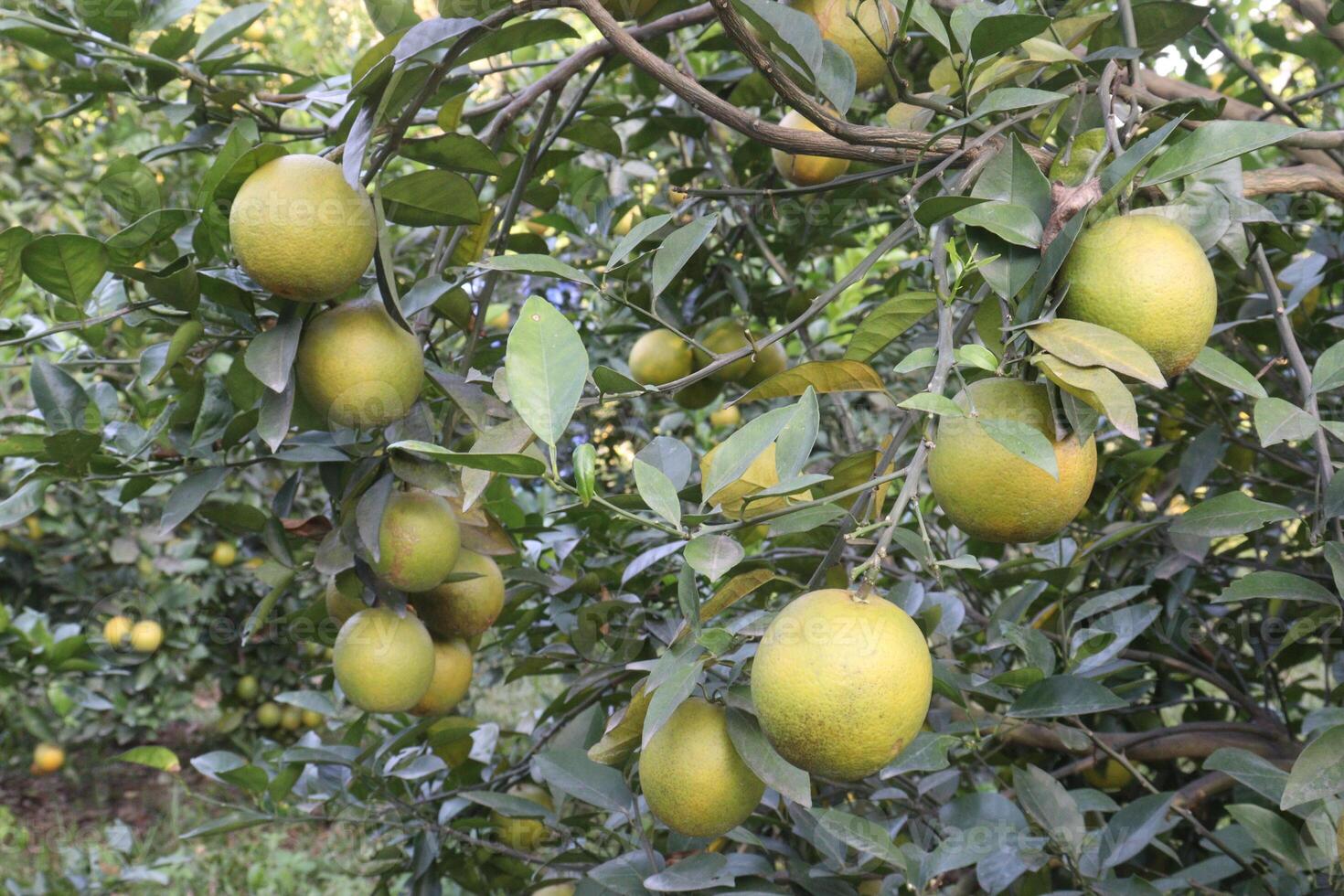A bunch of ripe lemons hanging on a tree photo