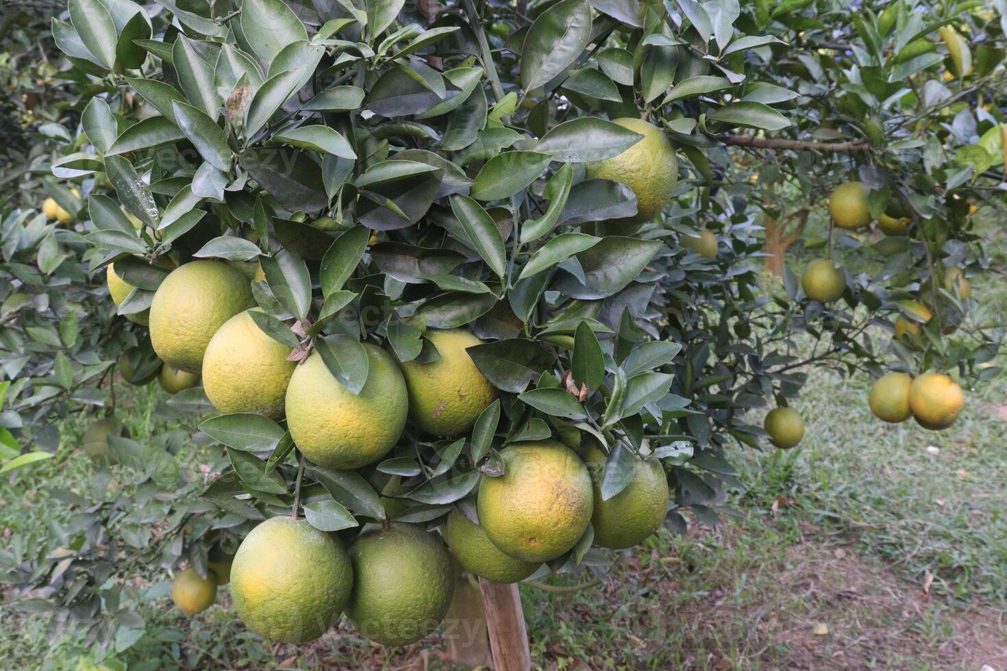 A tree with many green and yellow fruits on it photo