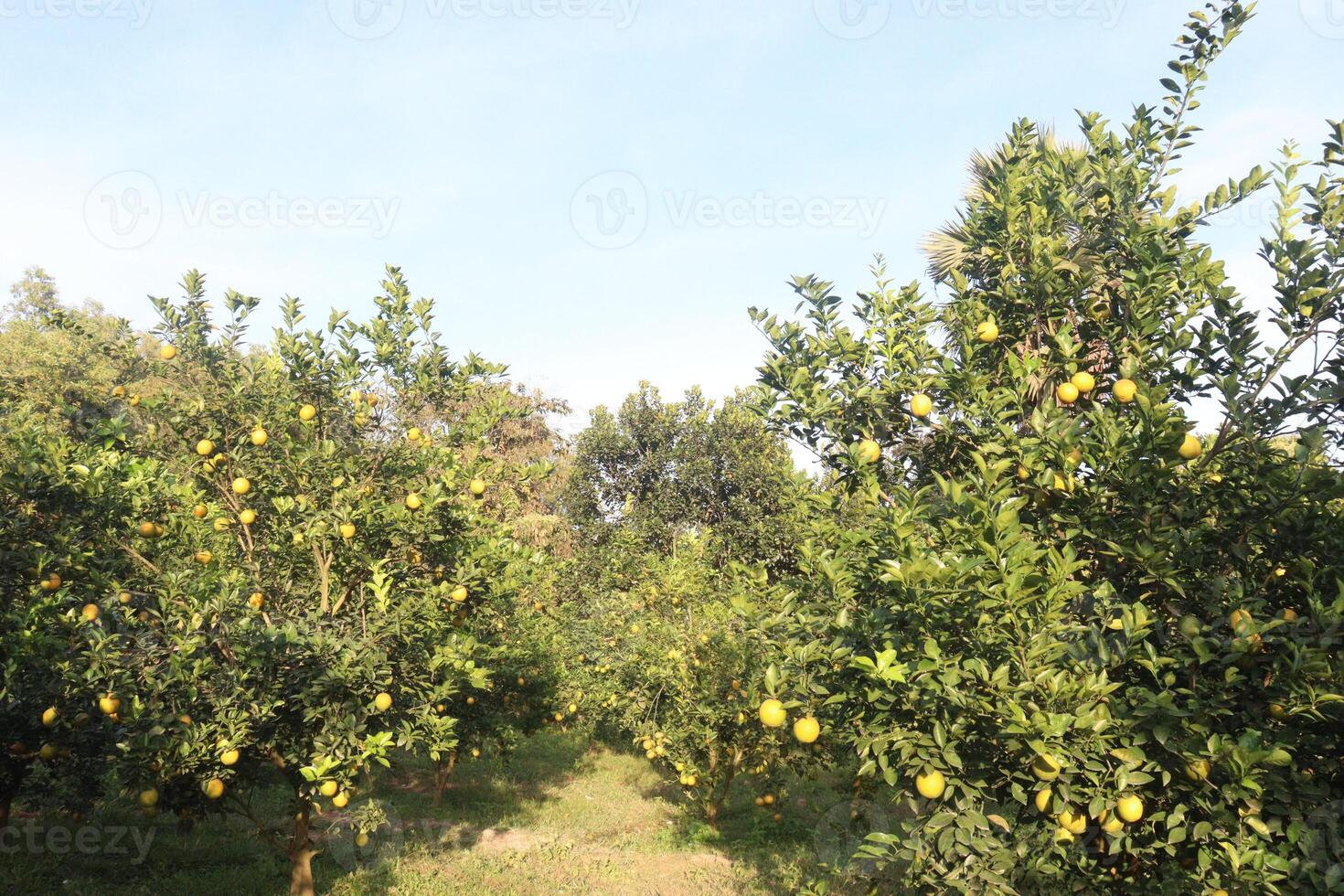 A row of trees with many lemons on them photo