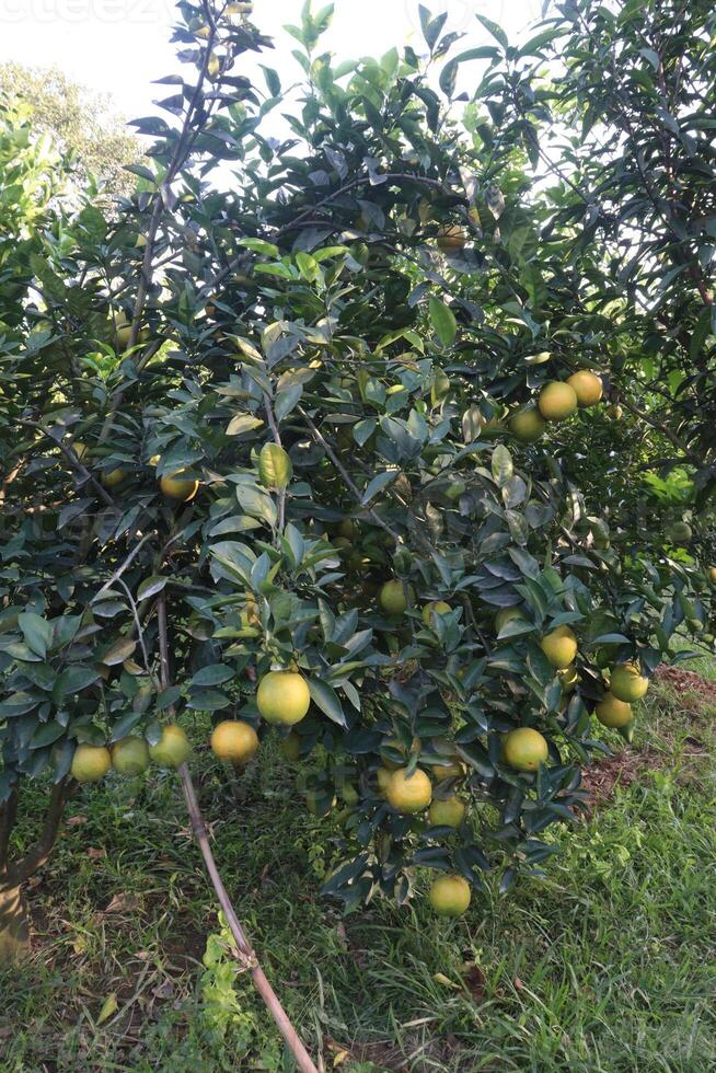 A tree with many fruits on it photo
