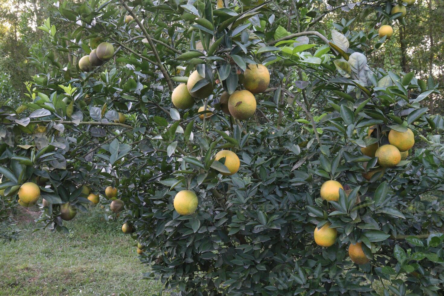 A tree with many fruits on it photo