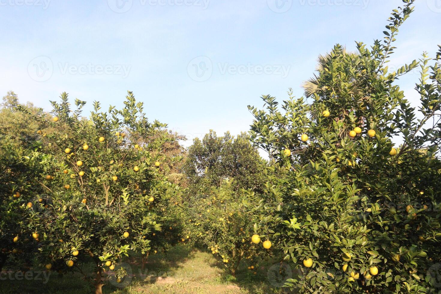 A row of trees with many lemons on them photo