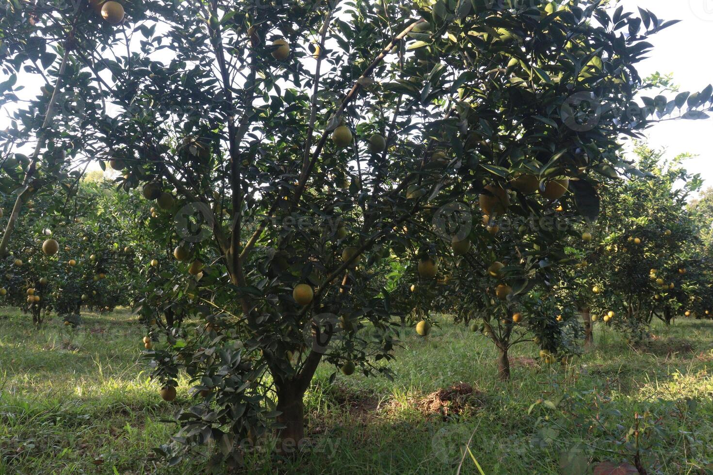 A large tree with many fruits on it photo