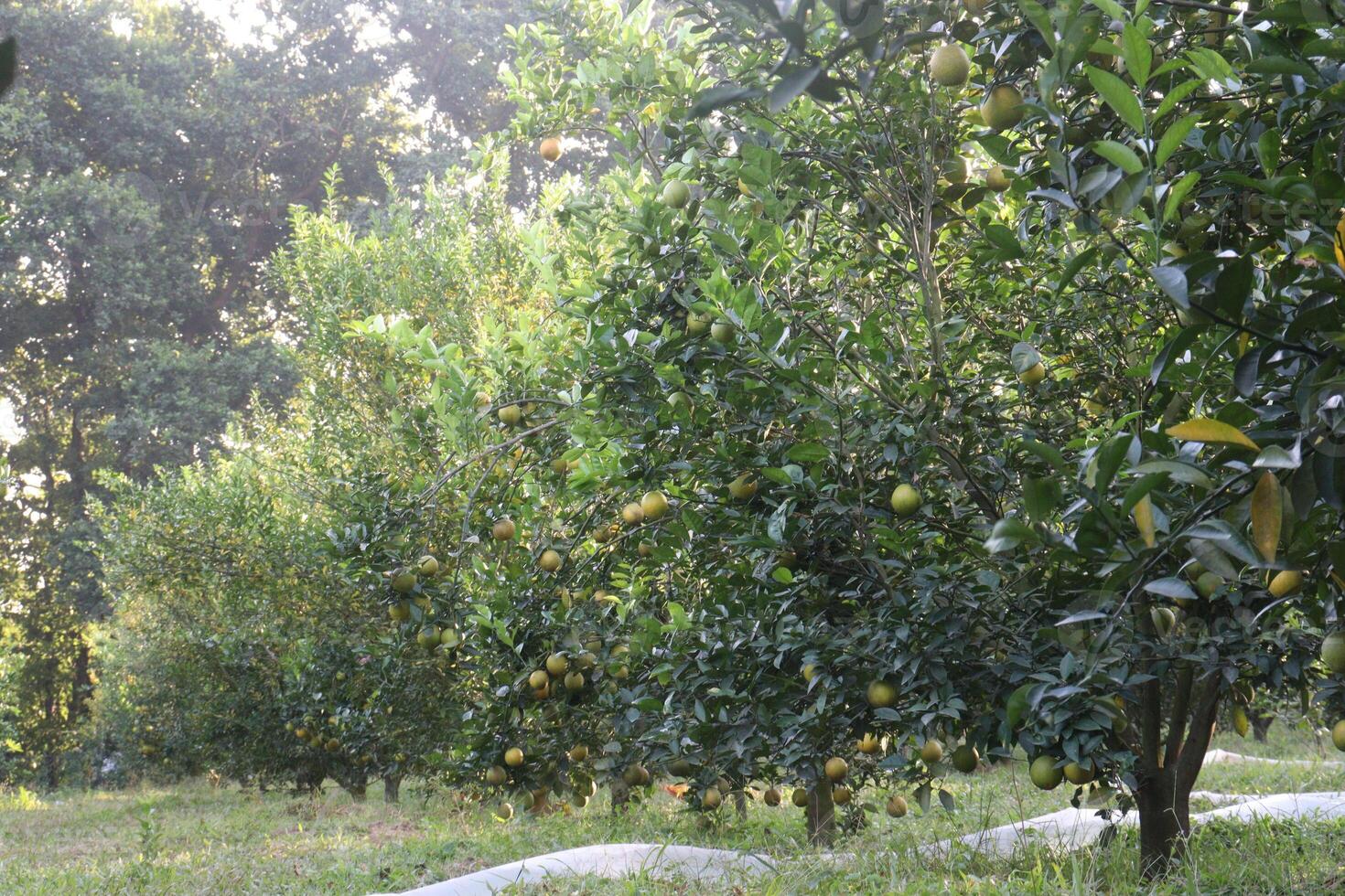 A row of trees with fruit on them photo