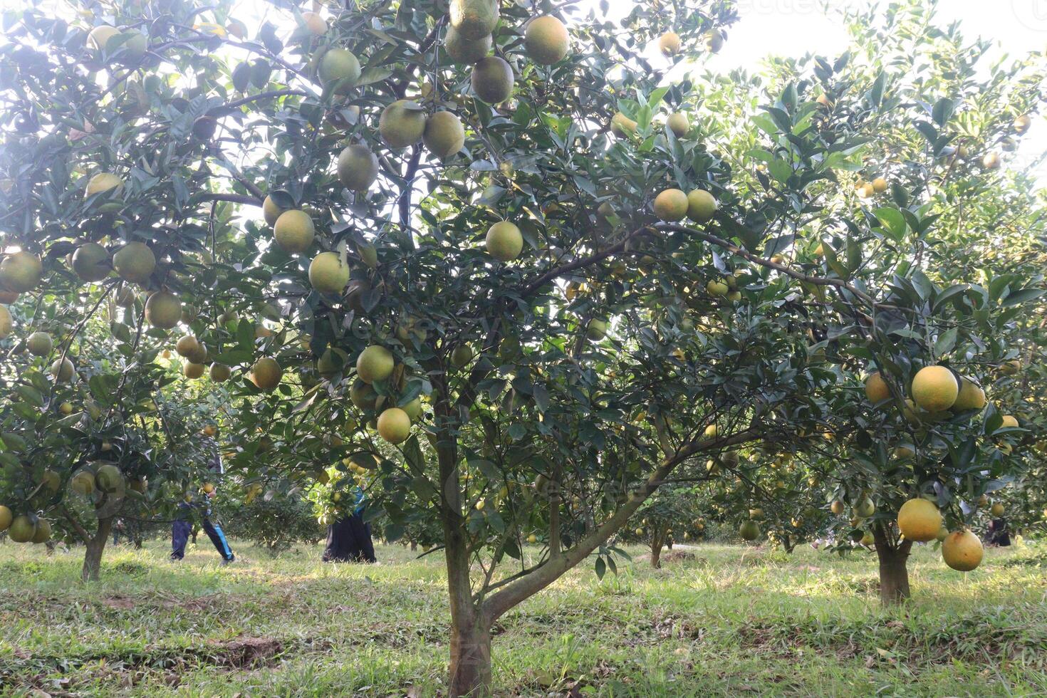 A tree with many fruits on it photo