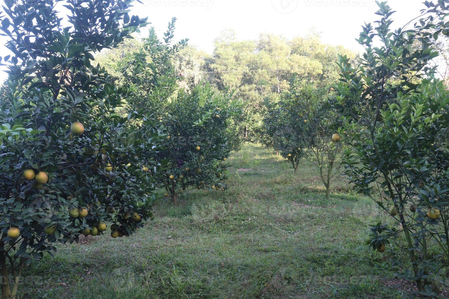 A field of trees photo