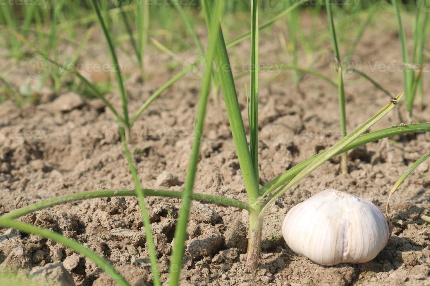 A garlic plant in the ground photo