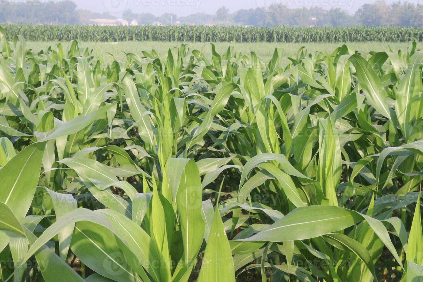 A large field of corn with green leaves photo
