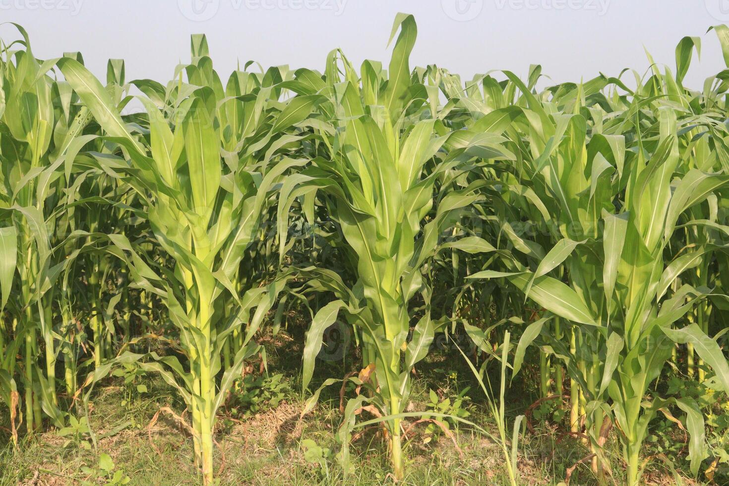 A field of corn growing in a field photo