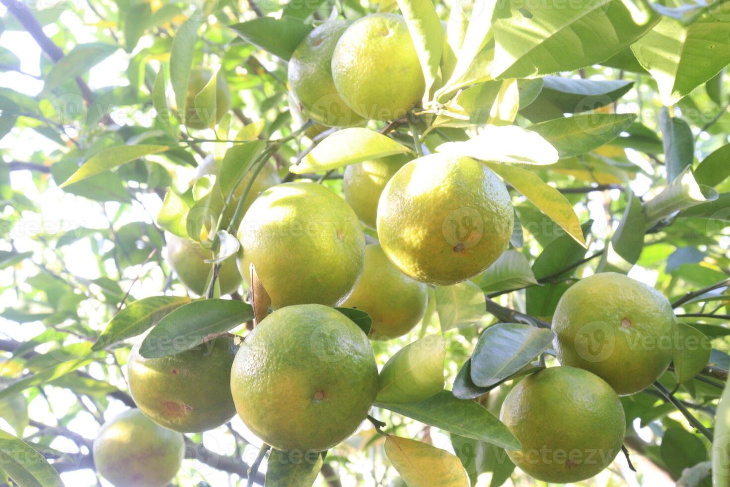 A bunch of green fruit hanging from a tree photo