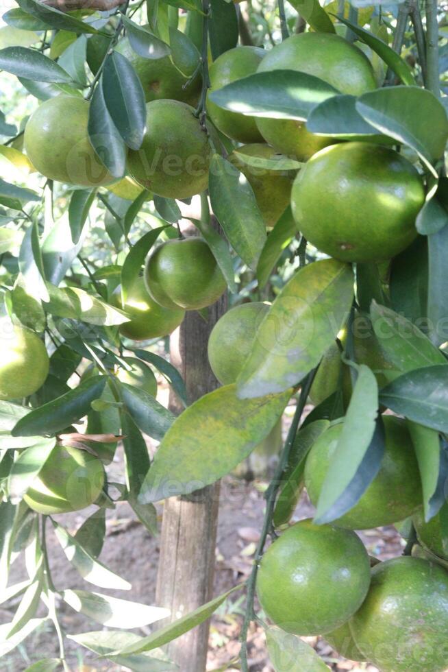 A tree with many green fruits hanging from it photo