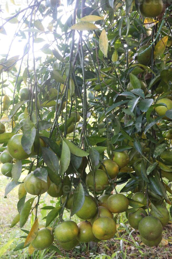 A tree with many green fruits hanging from it photo