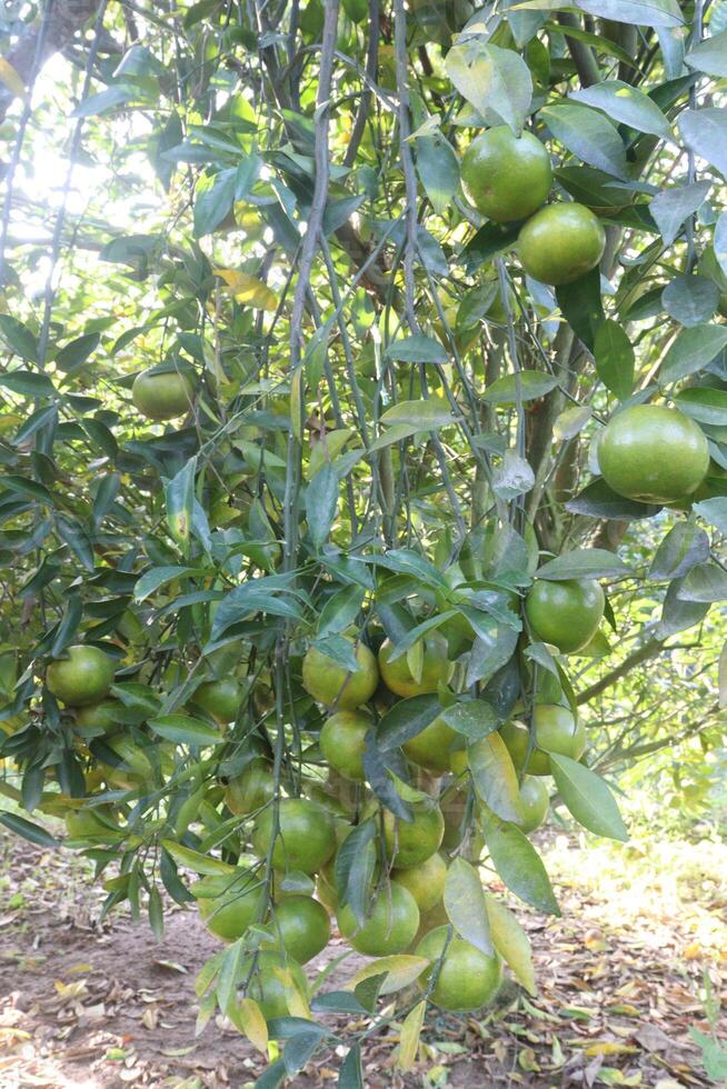 A tree with many green fruits on it photo