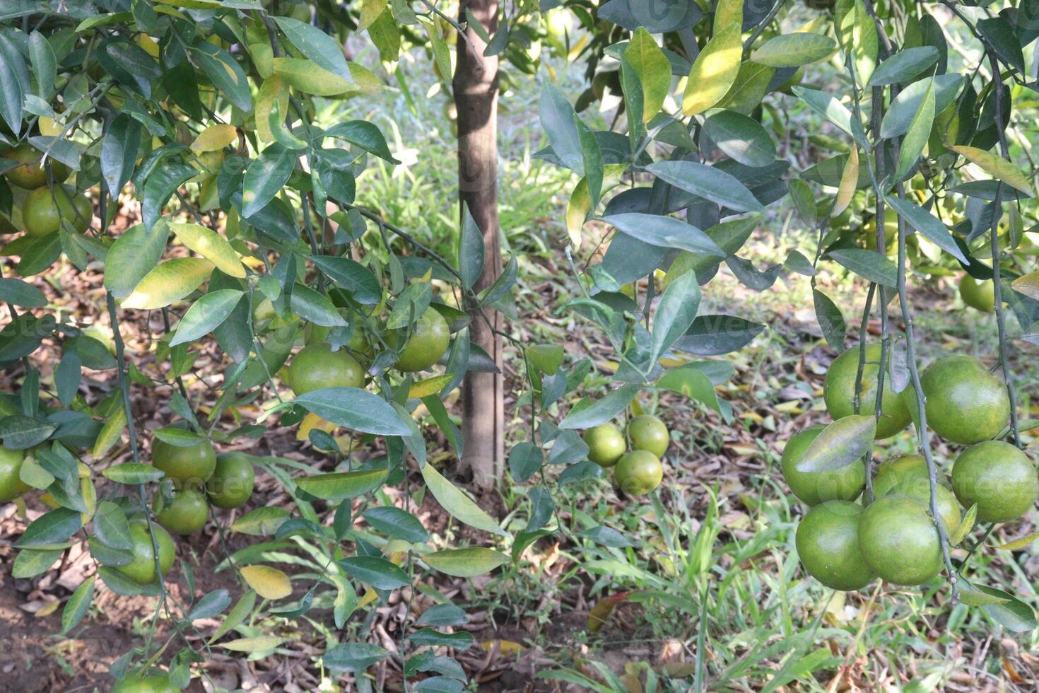 A tree with many green fruits hanging from it photo