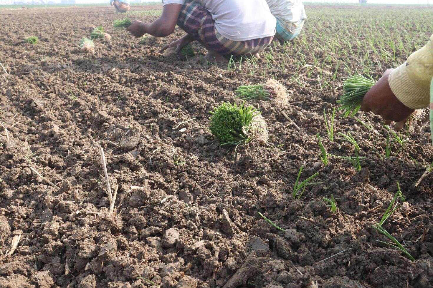 A group of people working in a field photo