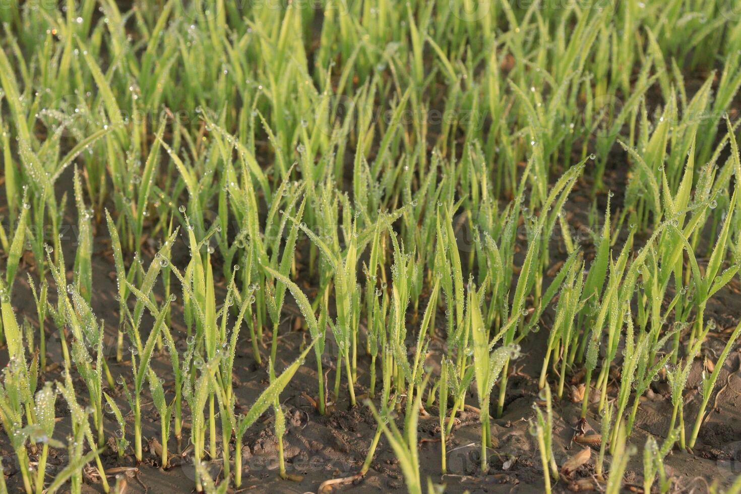 A field of green grass with water droplets on it photo