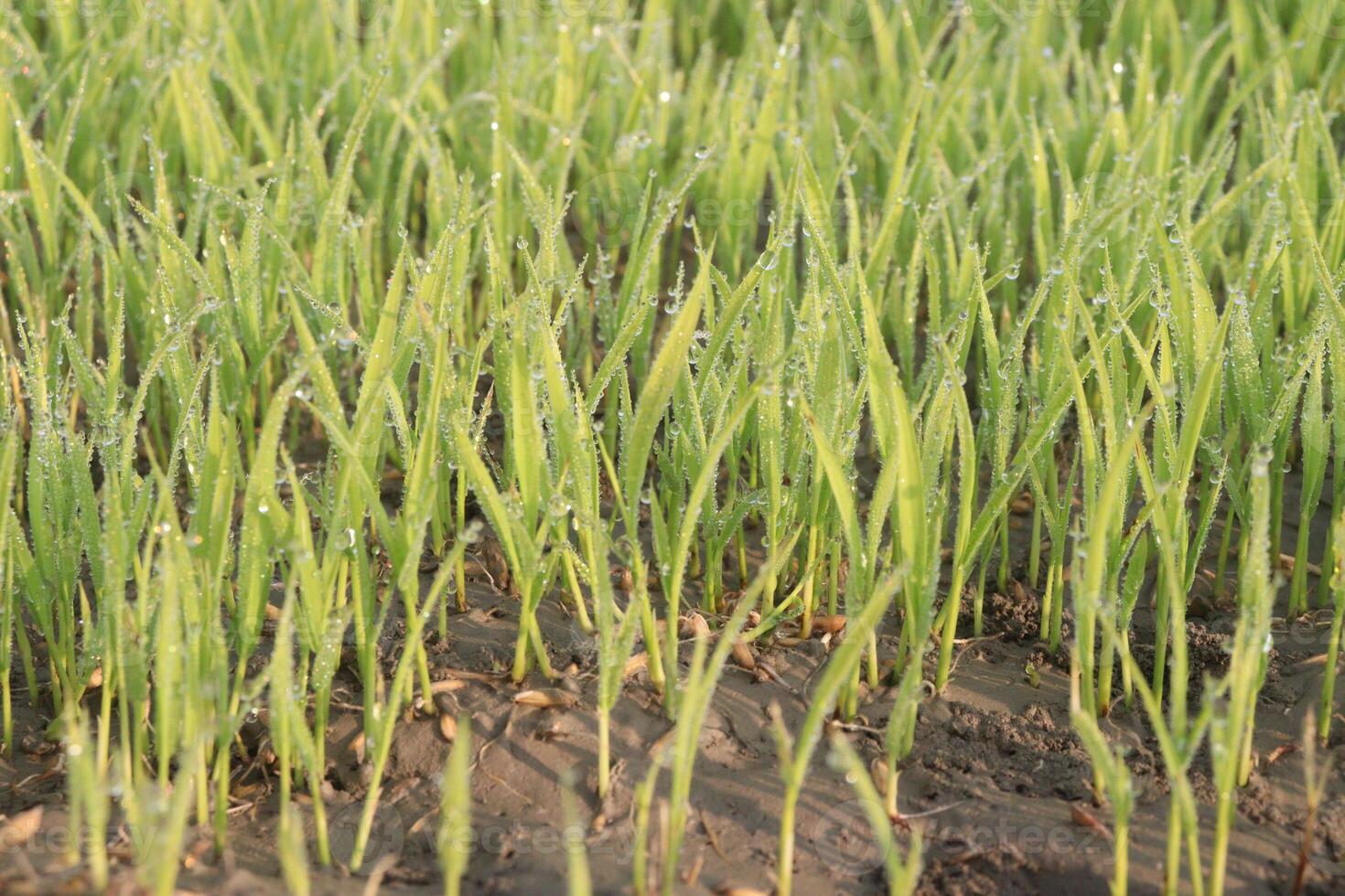 A field of green grass with water droplets on it photo