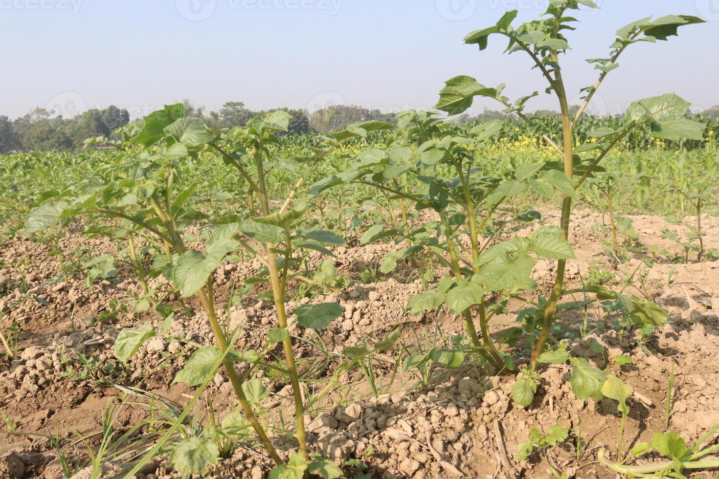 A field with plants growing in it photo