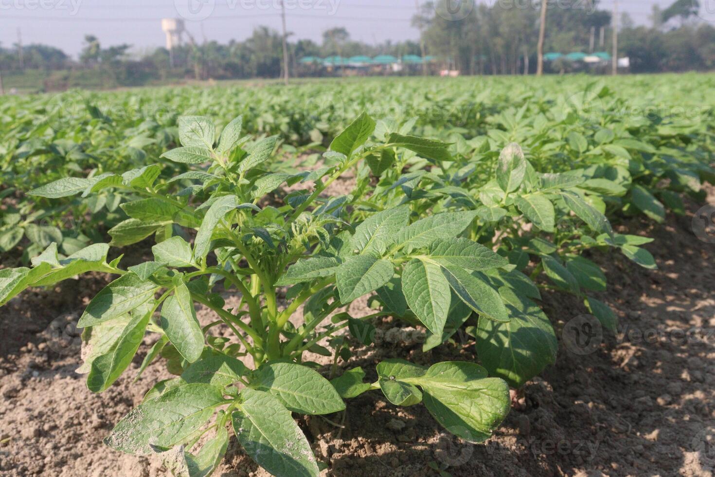 A field of green plants growing in the middle of a field photo