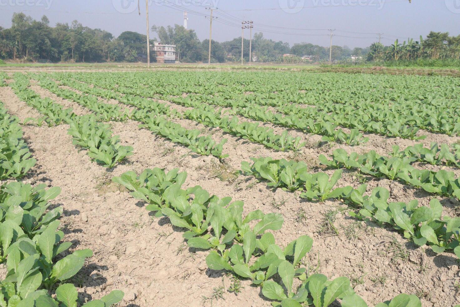 A field of green plants growing in a field photo