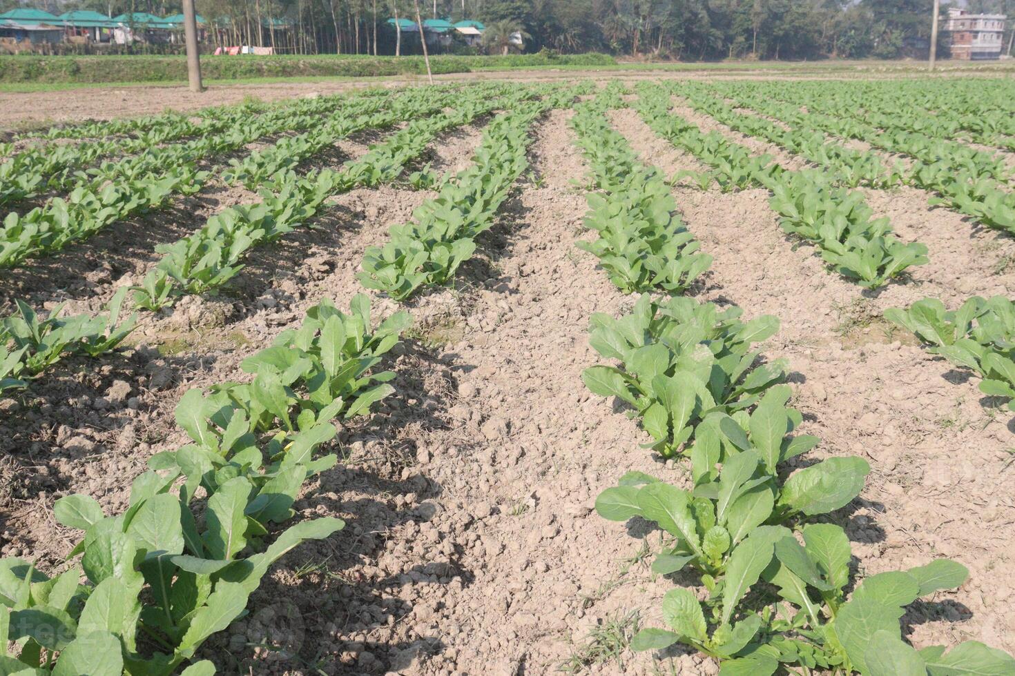 A field of green plants growing in the dirt photo
