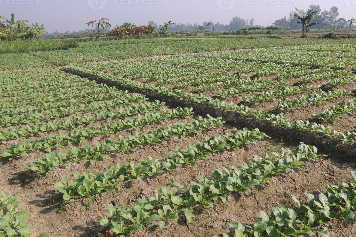 A field of green plants photo